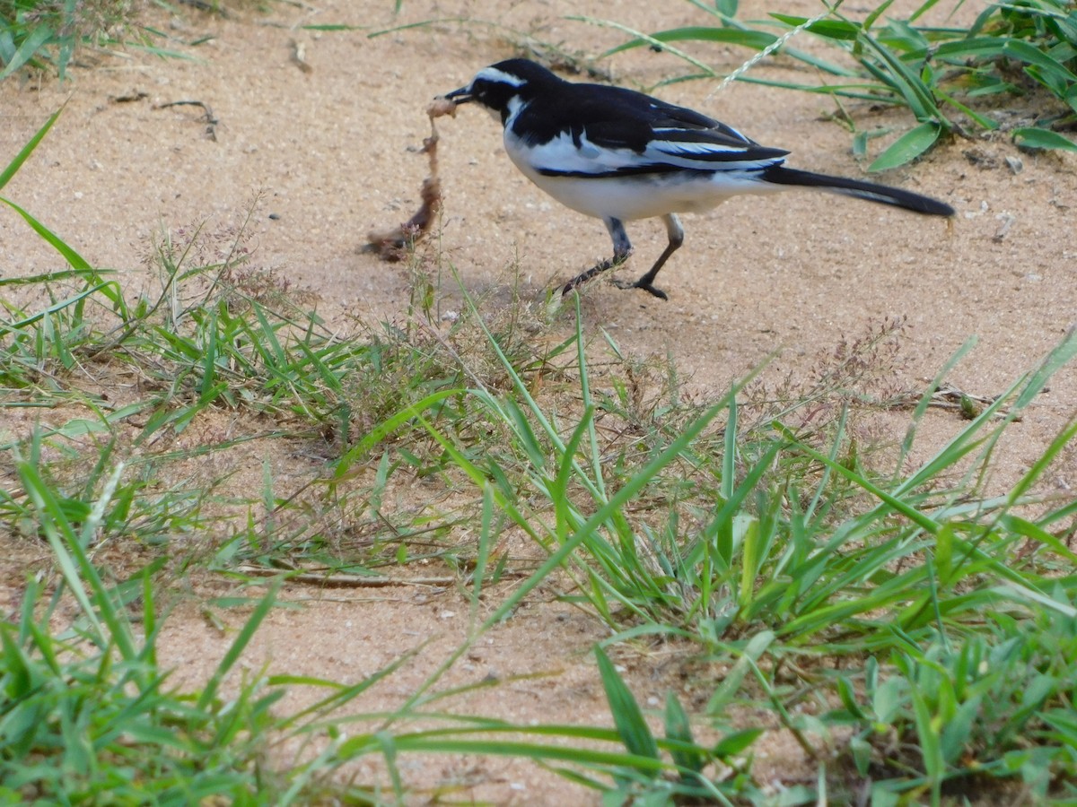 African Pied Wagtail - ML613462649