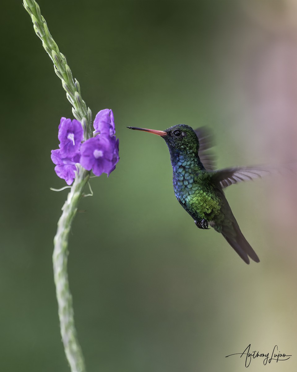 kolibřík lesklobřichý - ML613462822