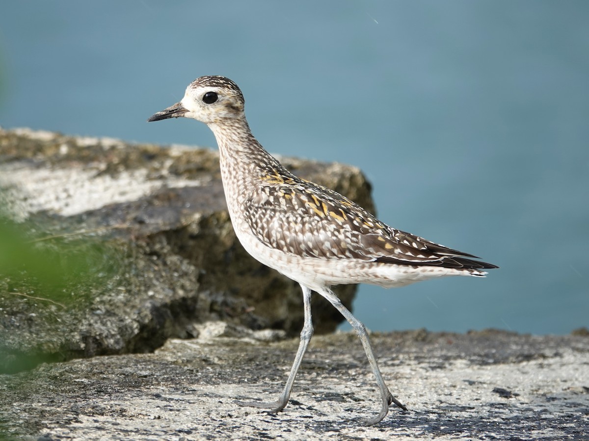 Pacific Golden-Plover - Barry Reed