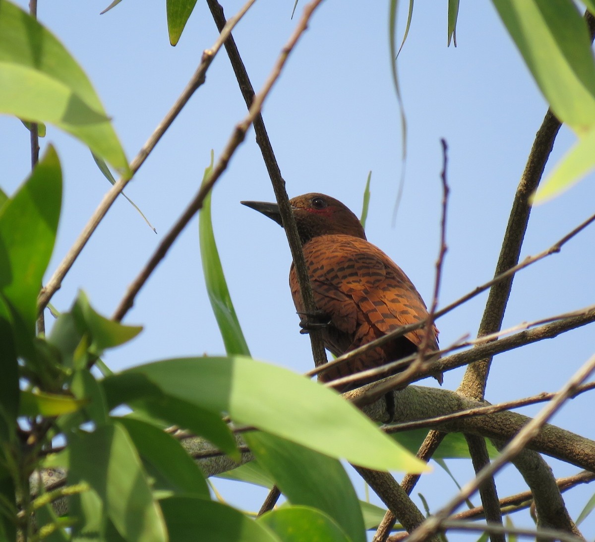 Rufous Woodpecker - ML61346301