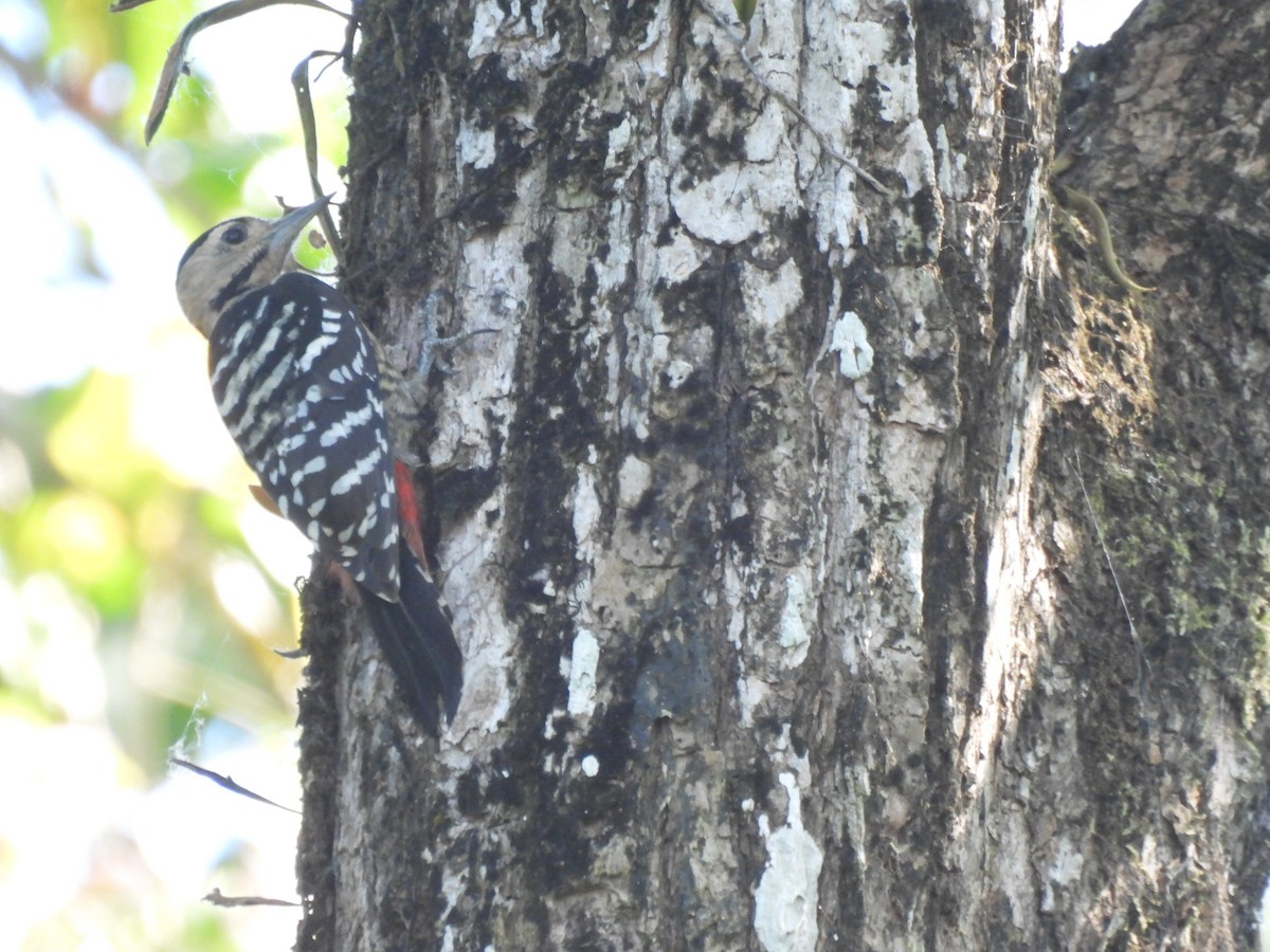 Fulvous-breasted Woodpecker - ML613463052