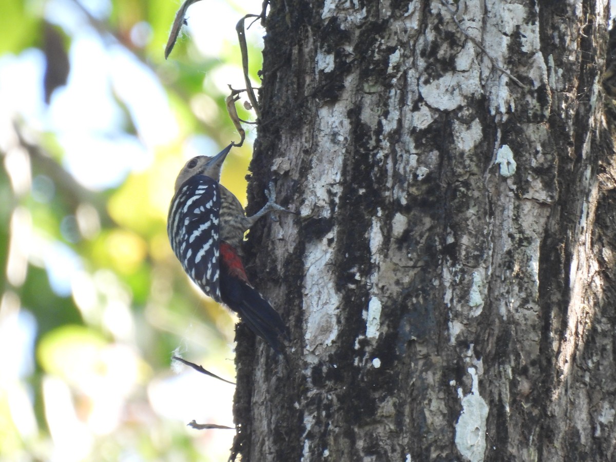 Fulvous-breasted Woodpecker - ML613463059