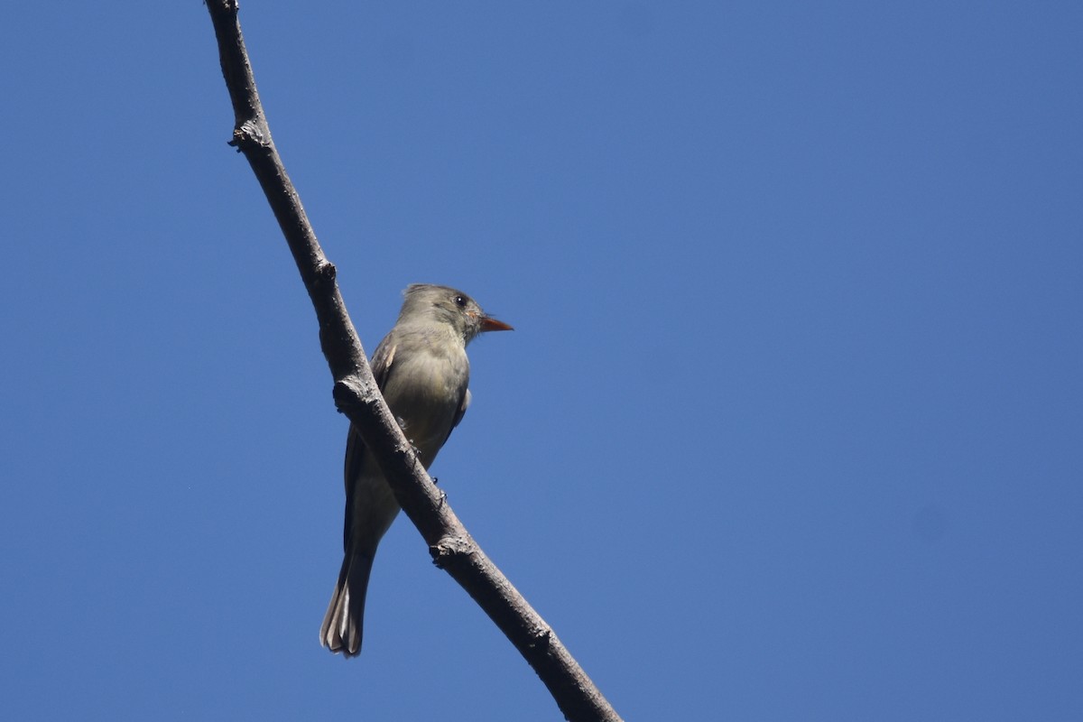 Greater Pewee (Mexican) - ML613463060