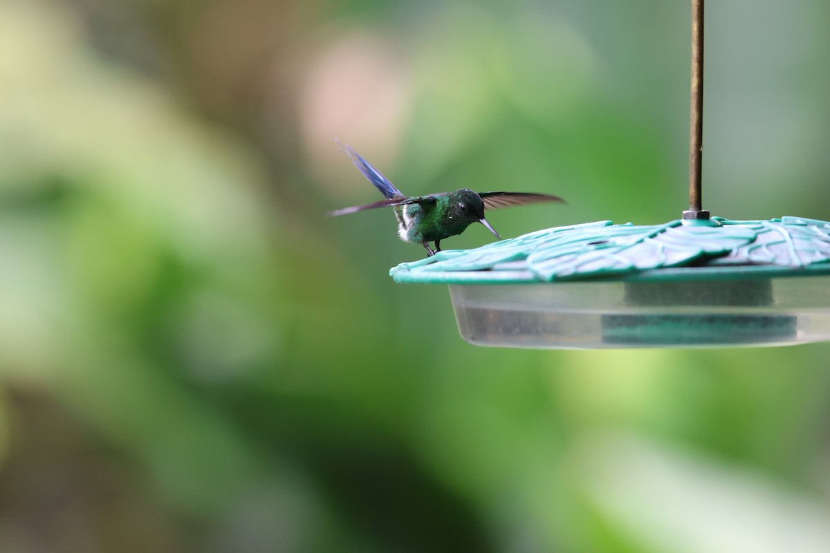 kolibřík trnoocasý - ML613463088