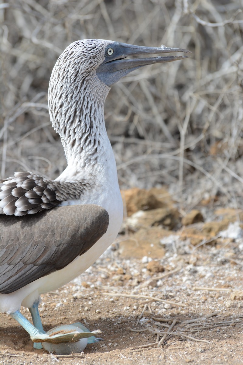 Blue-footed Booby - ML613463149