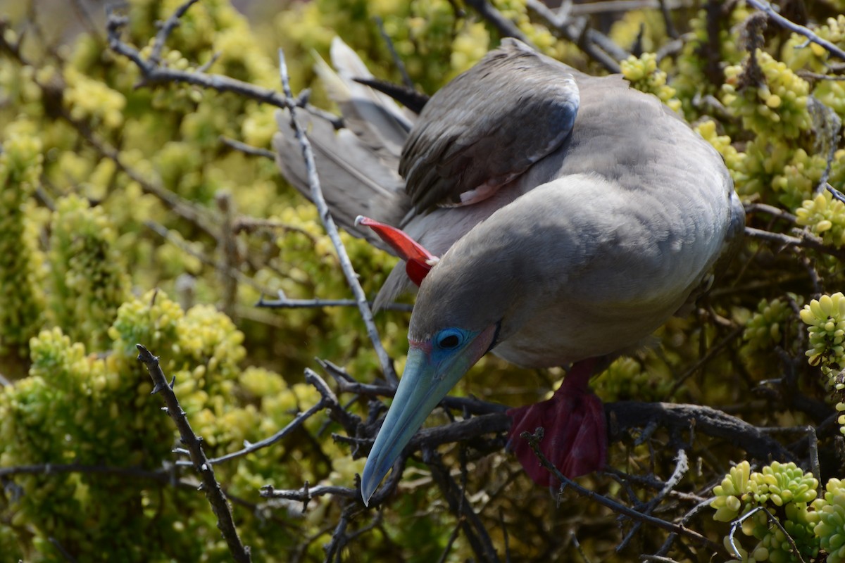 Red-footed Booby - ML613463158