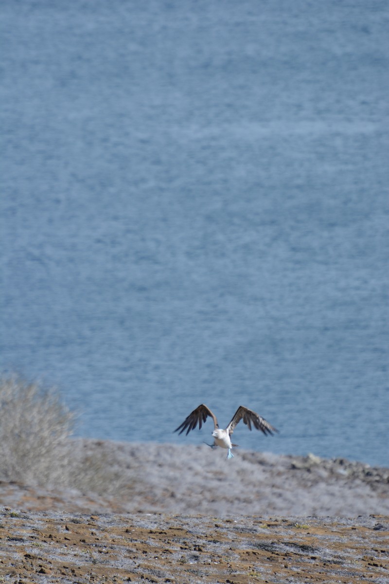 Blue-footed Booby - ML613463166