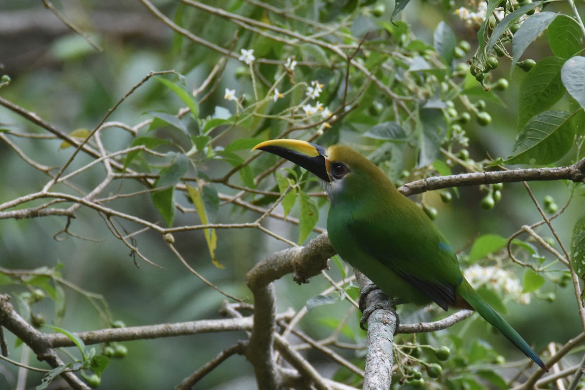 Northern Emerald-Toucanet (Wagler's) - ML613463344