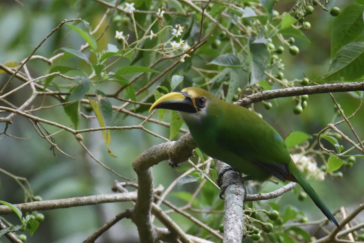 Northern Emerald-Toucanet (Wagler's) - ML613463345
