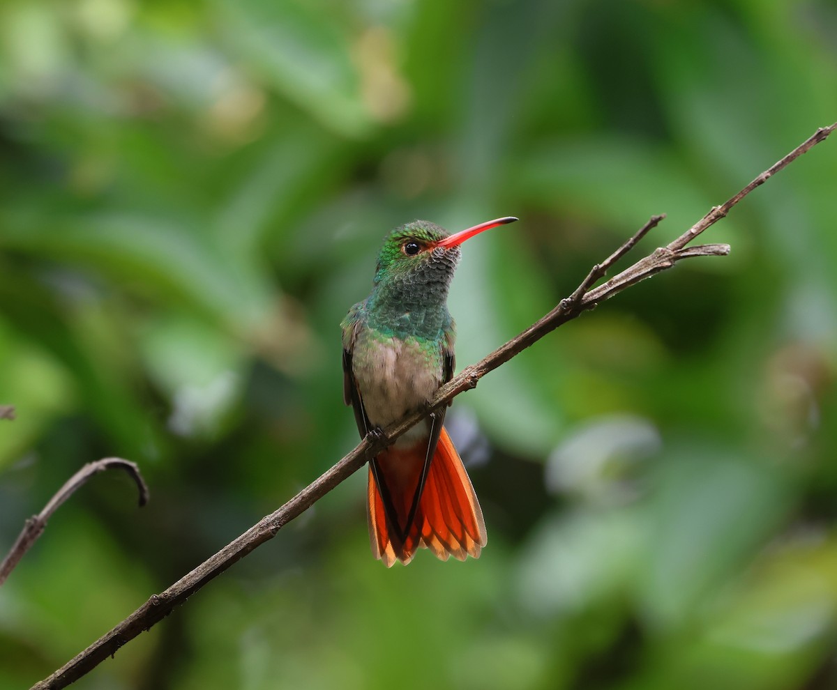 Rufous-tailed Hummingbird - ML613463372