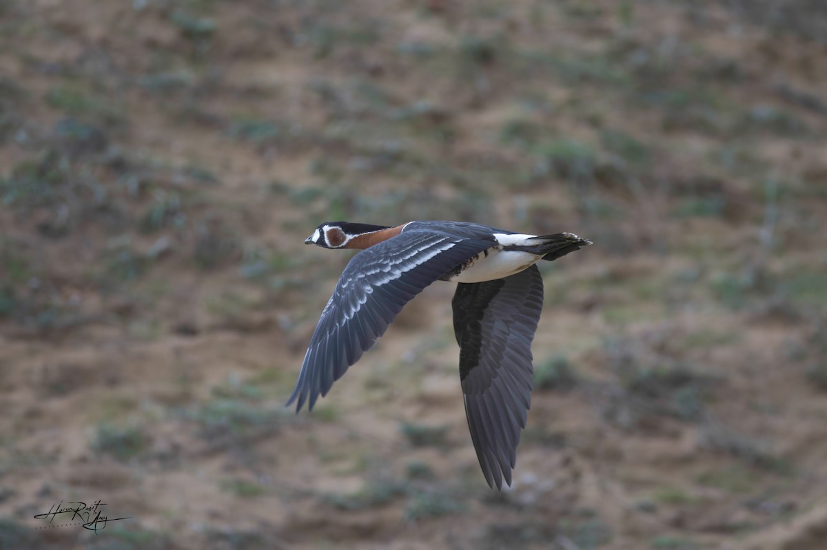 Red-breasted Goose - ML613463484