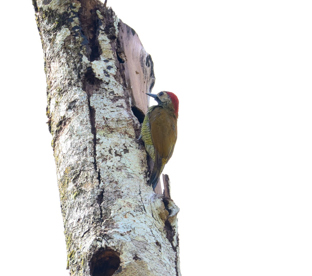 Golden-olive Woodpecker - Keith Bailey