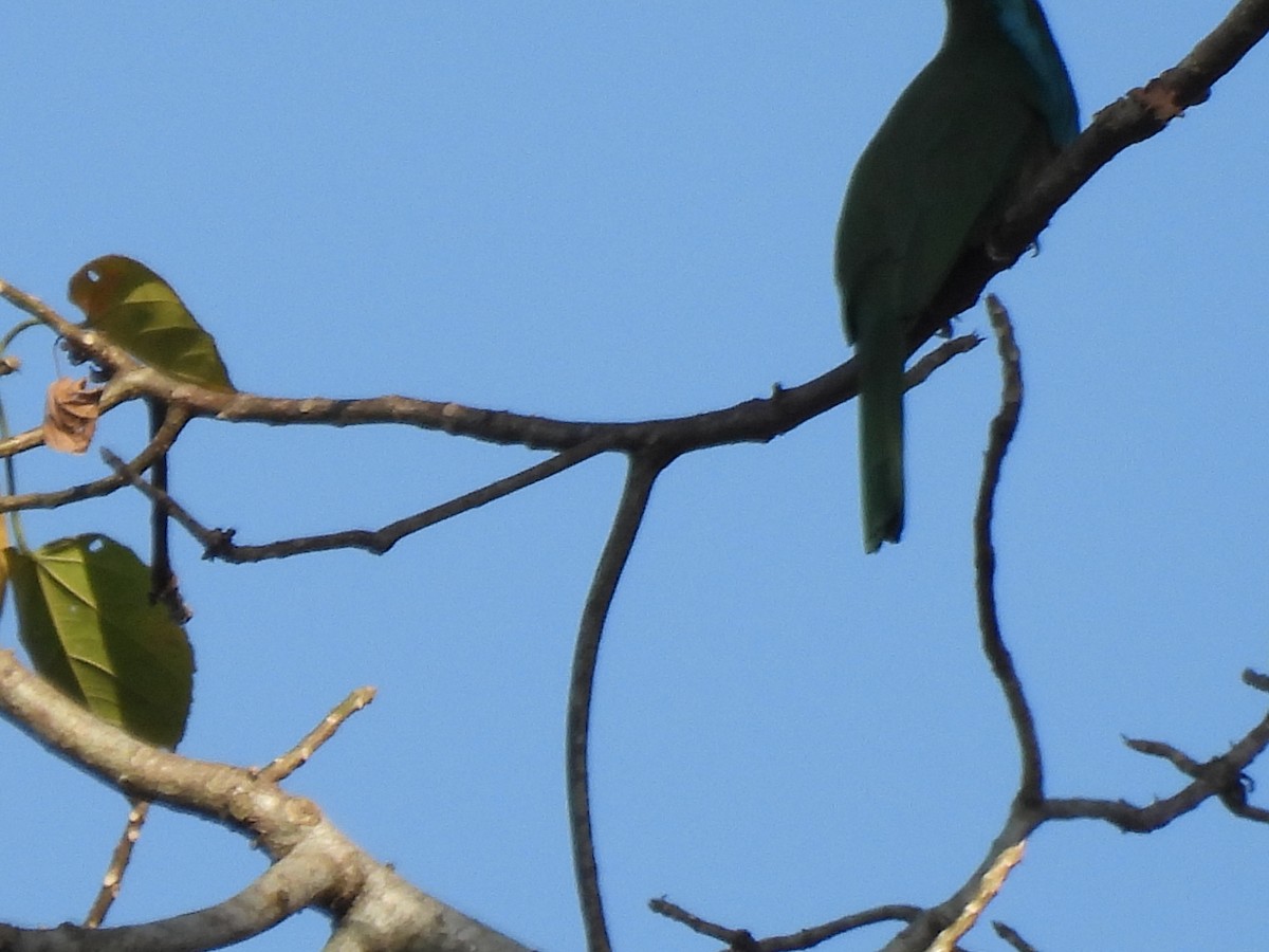 Blue-bearded Bee-eater - ML613463527