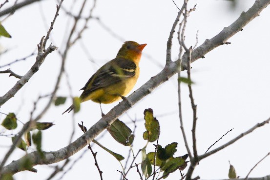 Western Tanager - ML613463588