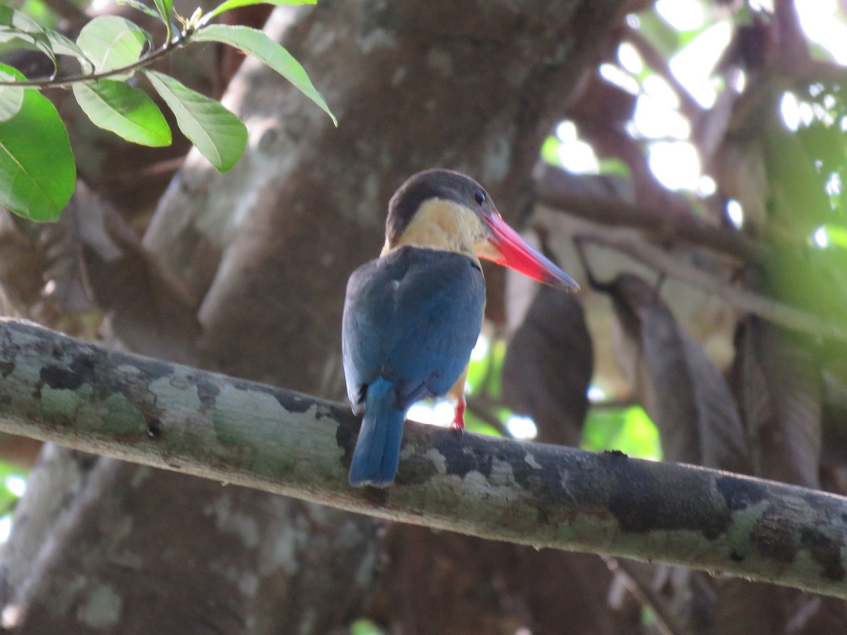Stork-billed Kingfisher - Siddharth Nayak