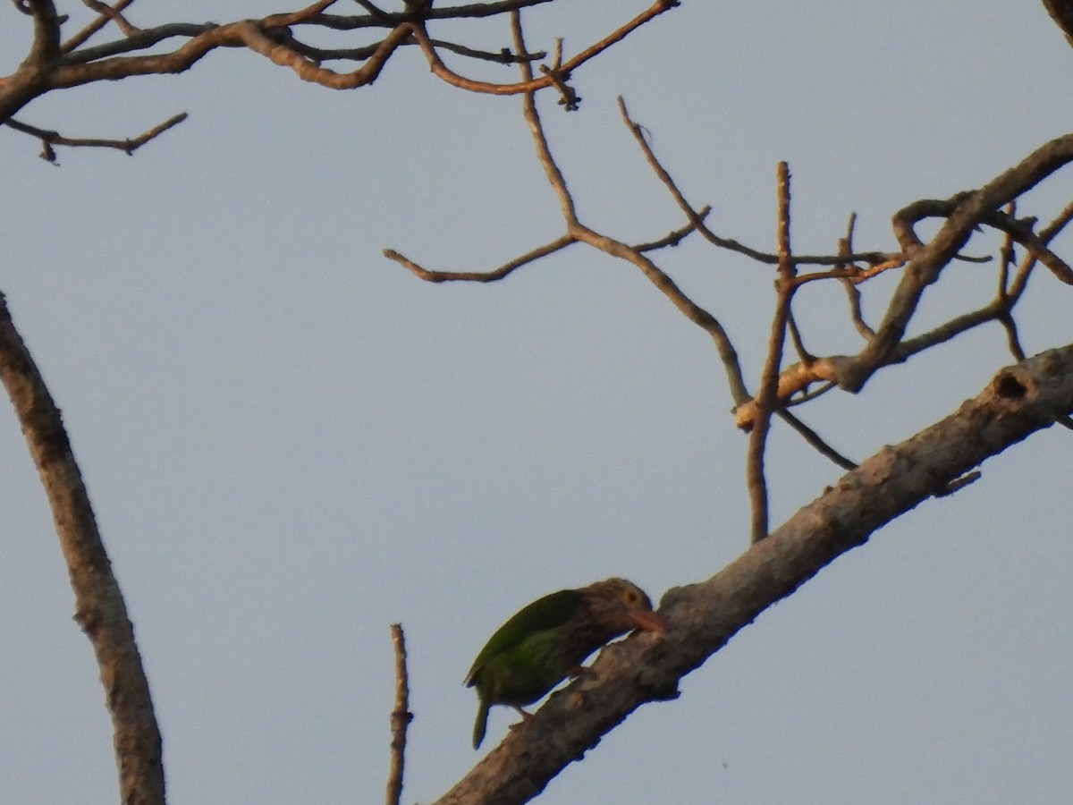 Lineated Barbet - ML613463632