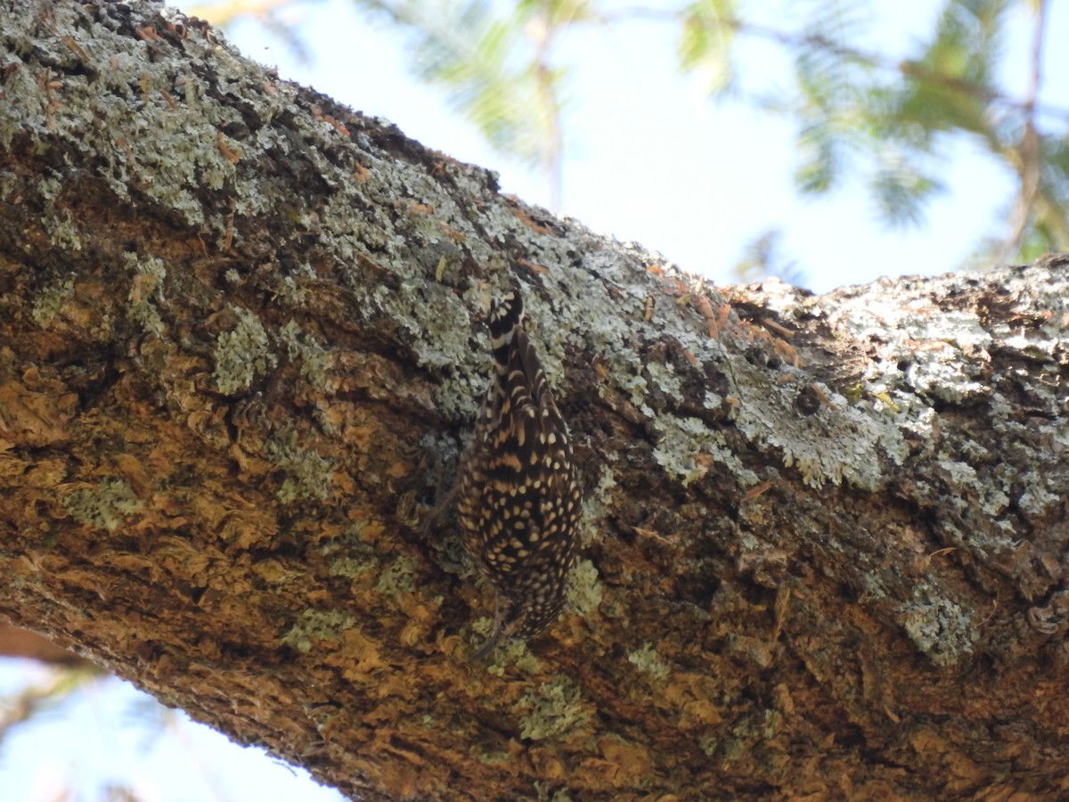 African Spotted Creeper - ML613463815