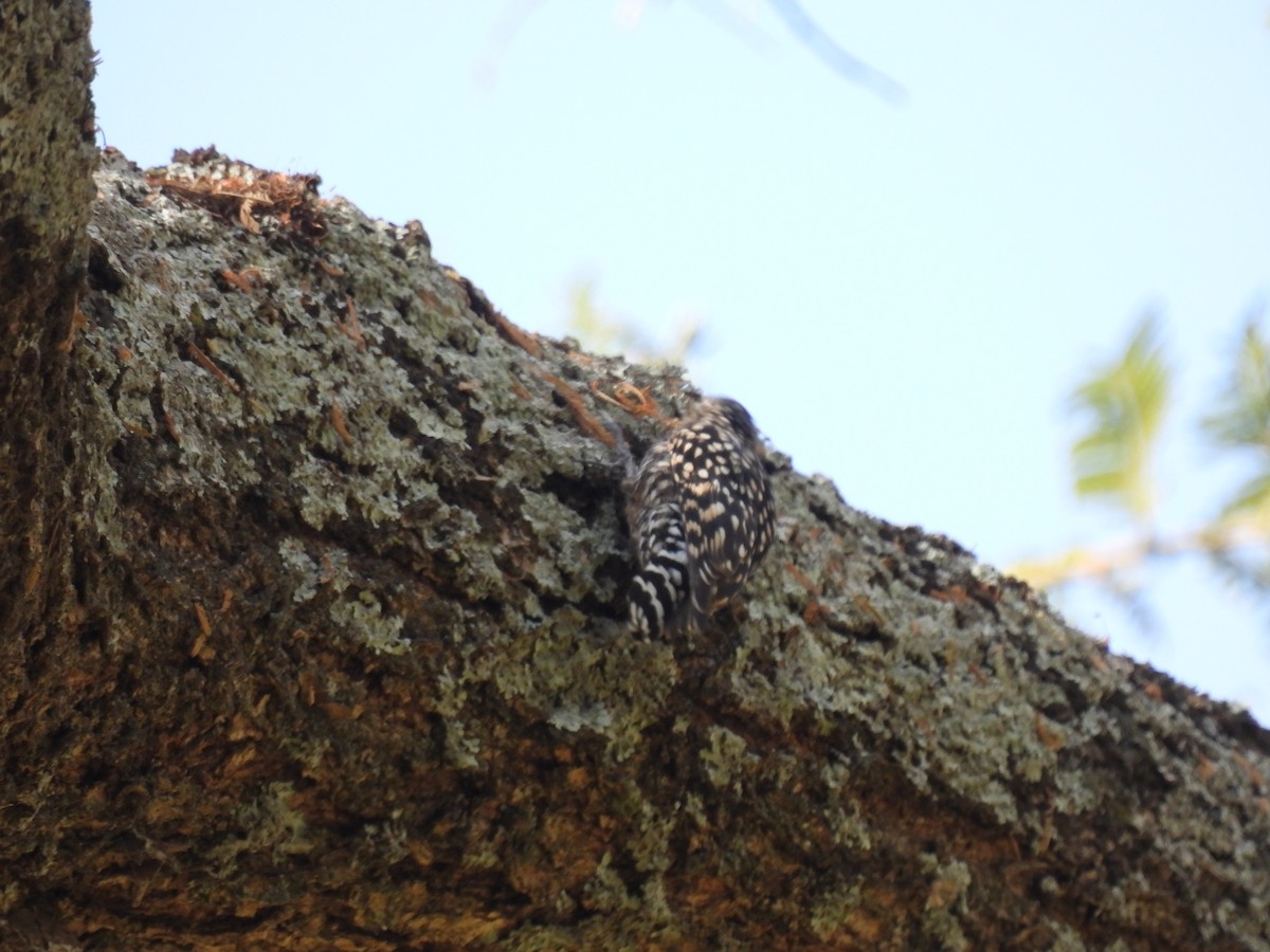 African Spotted Creeper - ML613463816