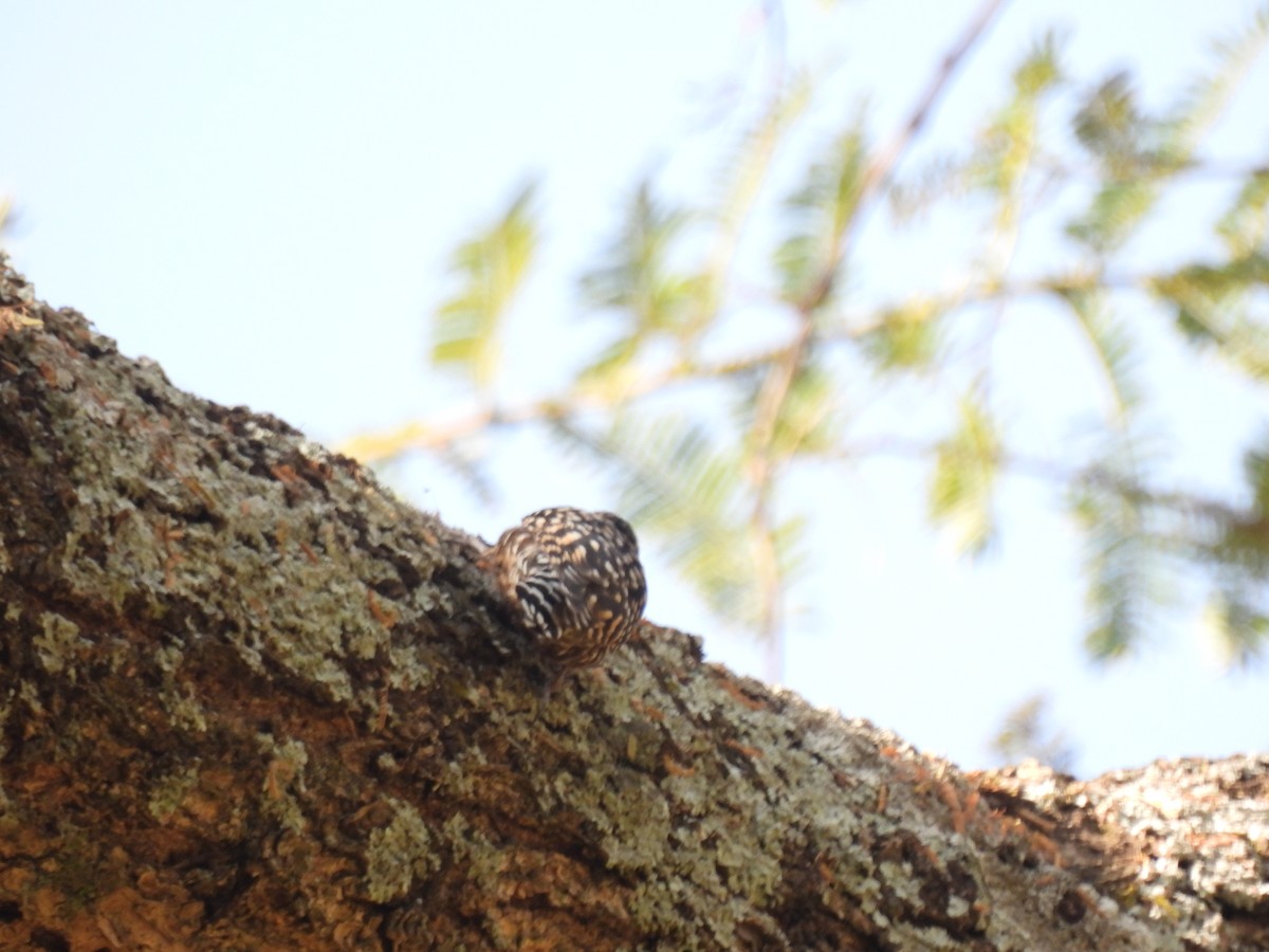 African Spotted Creeper - ML613463817