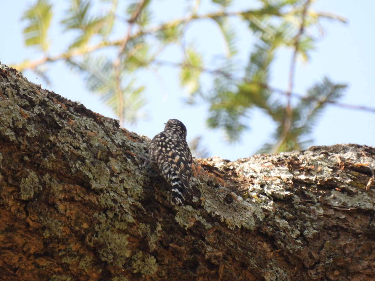 African Spotted Creeper - ML613463818