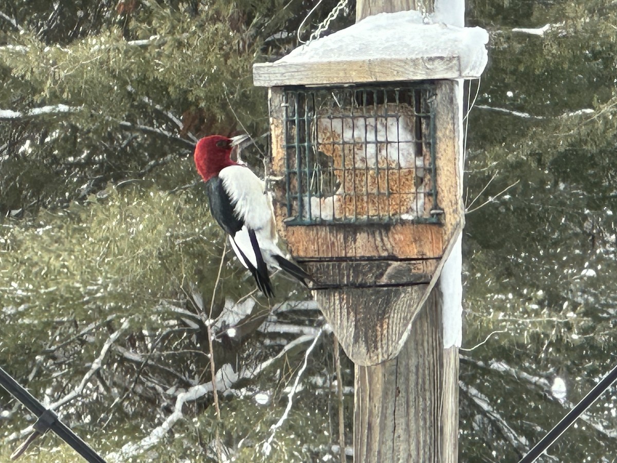 Red-headed Woodpecker - ML613463913