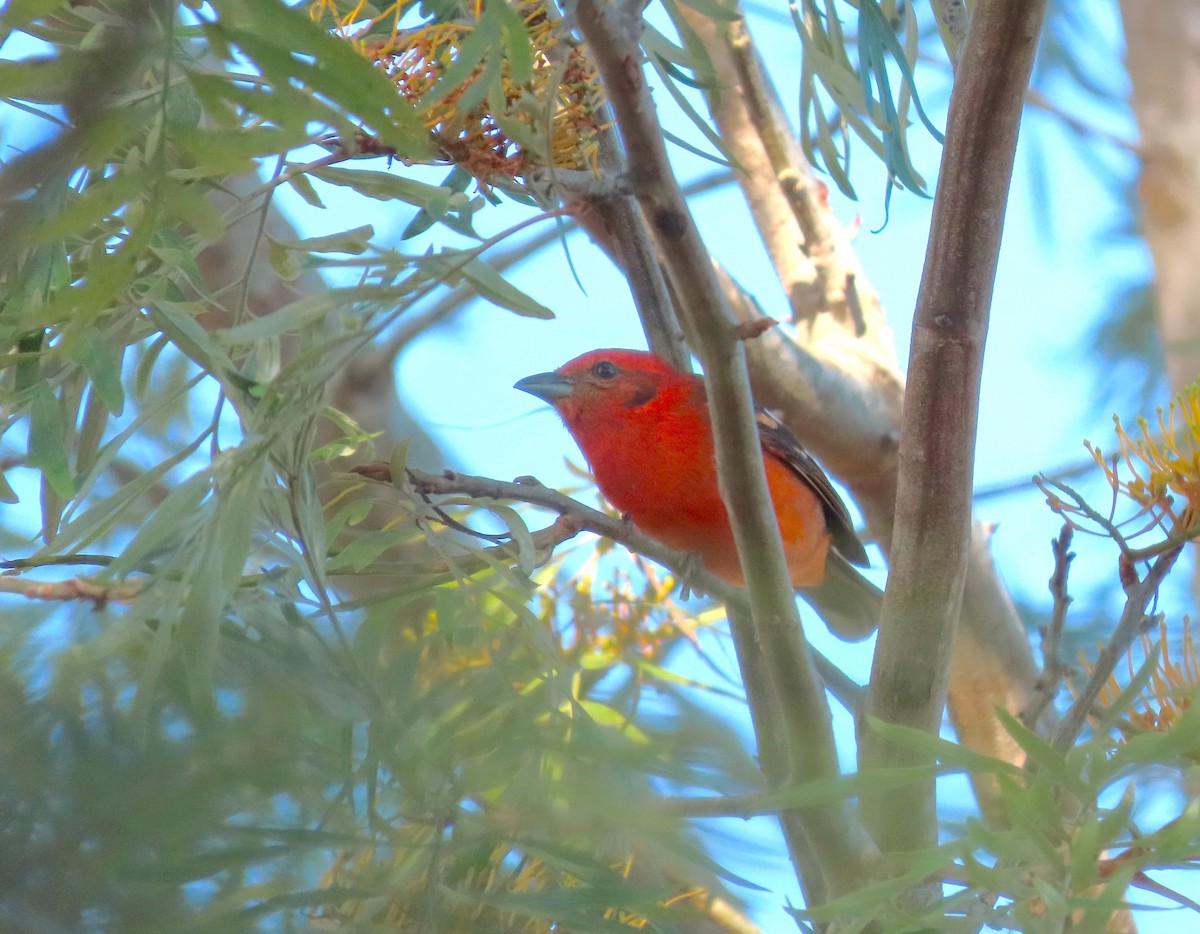 Flame-colored Tanager - ML613463973
