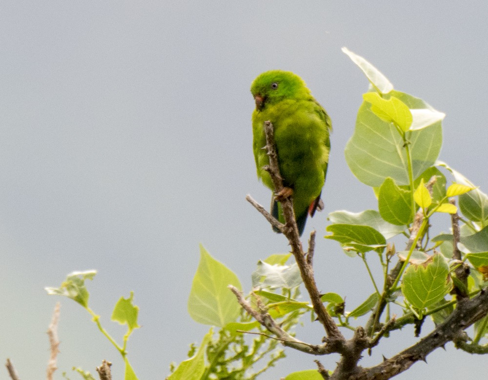 Yellow-throated Hanging-Parrot - ML613464297