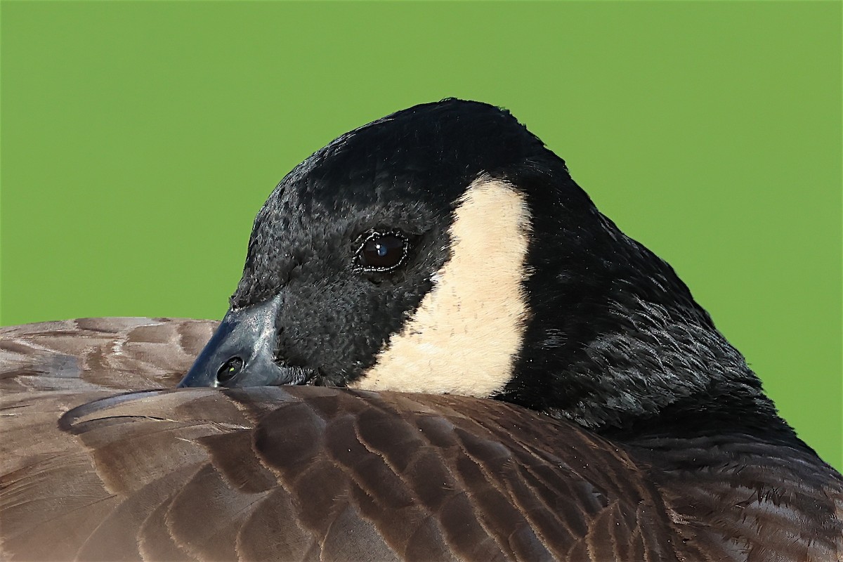 Cackling Goose (minima) - Reginald  David