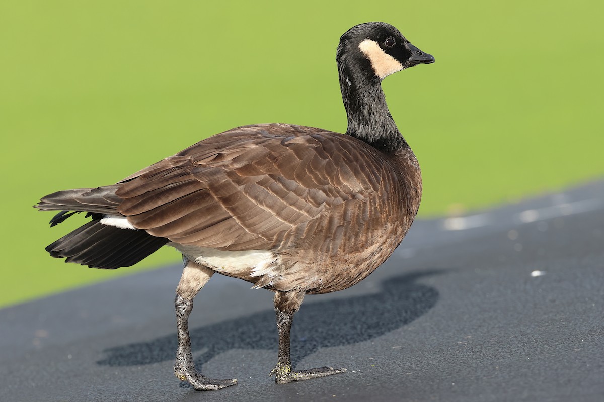Cackling Goose (minima) - Reginald  David