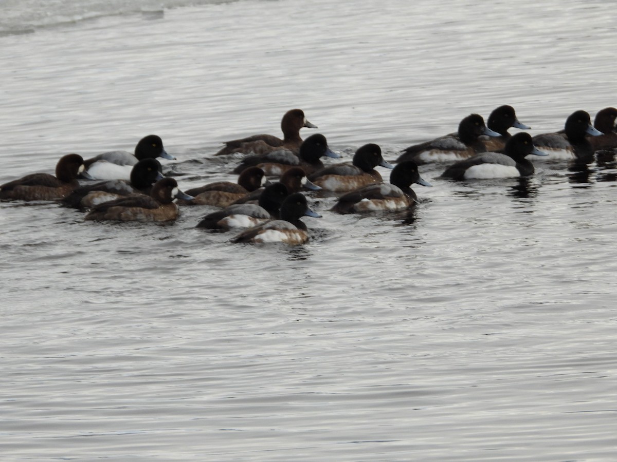 Greater Scaup - ML613465210