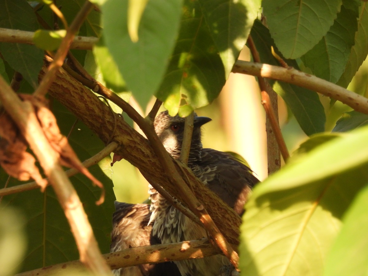 White-rumped Babbler - Mike Coulson
