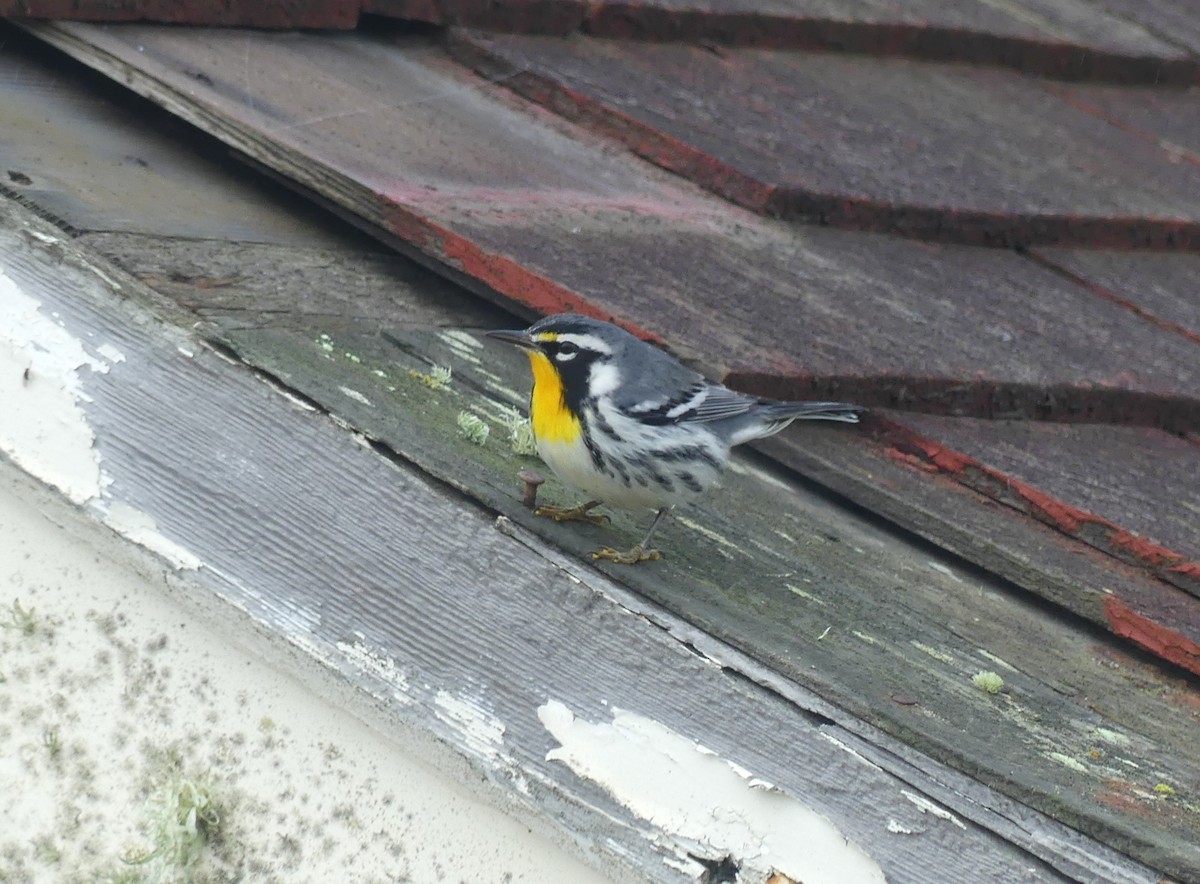 Yellow-throated Warbler - ML613465416