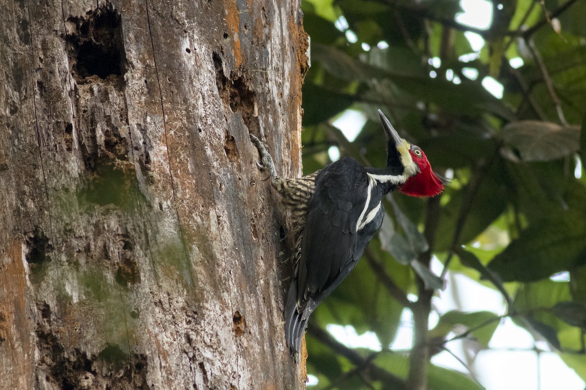 Crimson-crested Woodpecker - ML613465855
