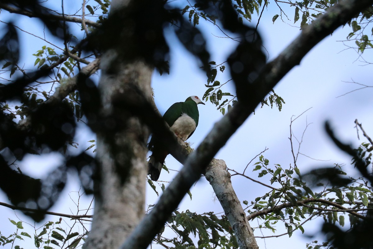 White-bellied Imperial-Pigeon - ML613465869
