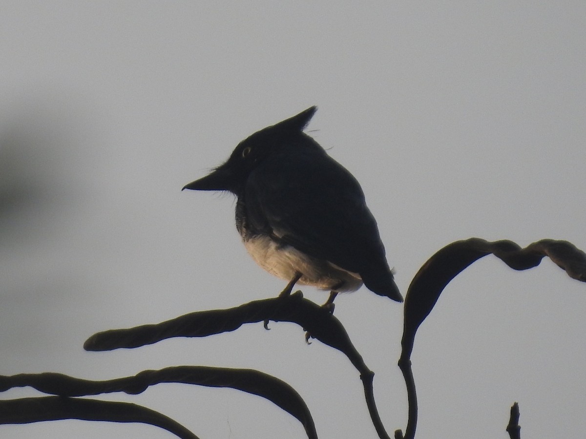 Black-and-white Shrike-flycatcher - David Cristóbal Huertas