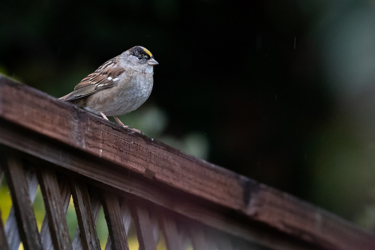 Golden-crowned Sparrow - ML613465974