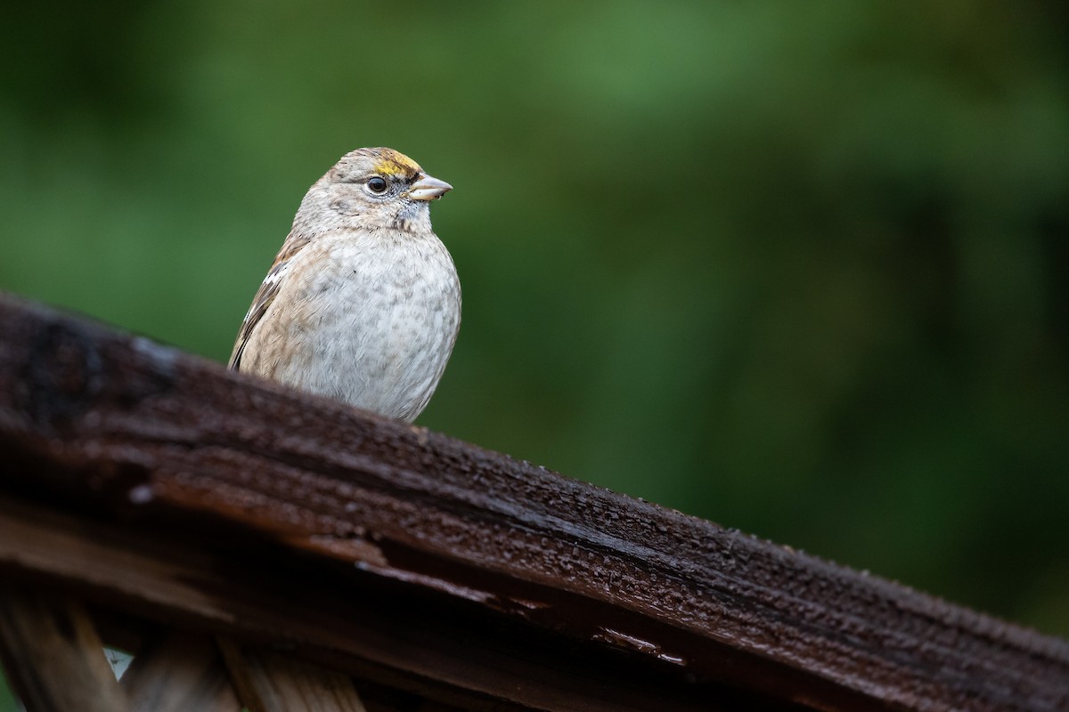 Golden-crowned Sparrow - ML613465999