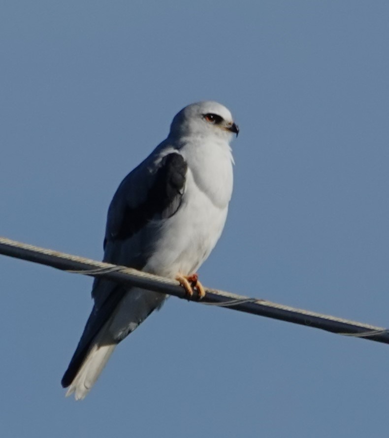 White-tailed Kite - ML613466165