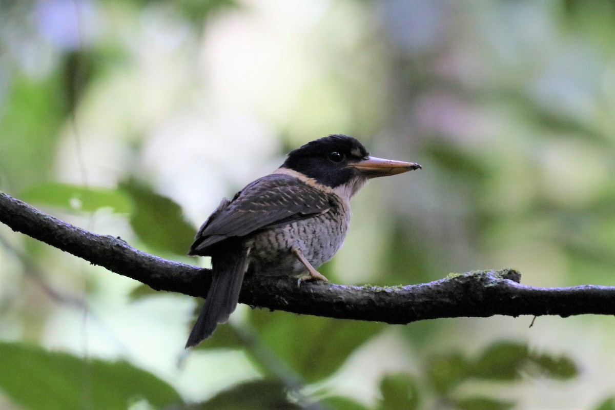 Scaly-breasted Kingfisher - ML613466322