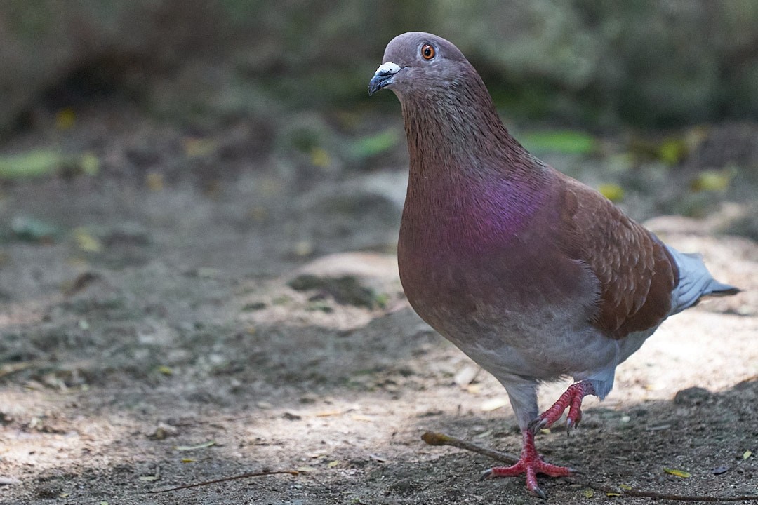 Rock Pigeon (Feral Pigeon) - ML613466878