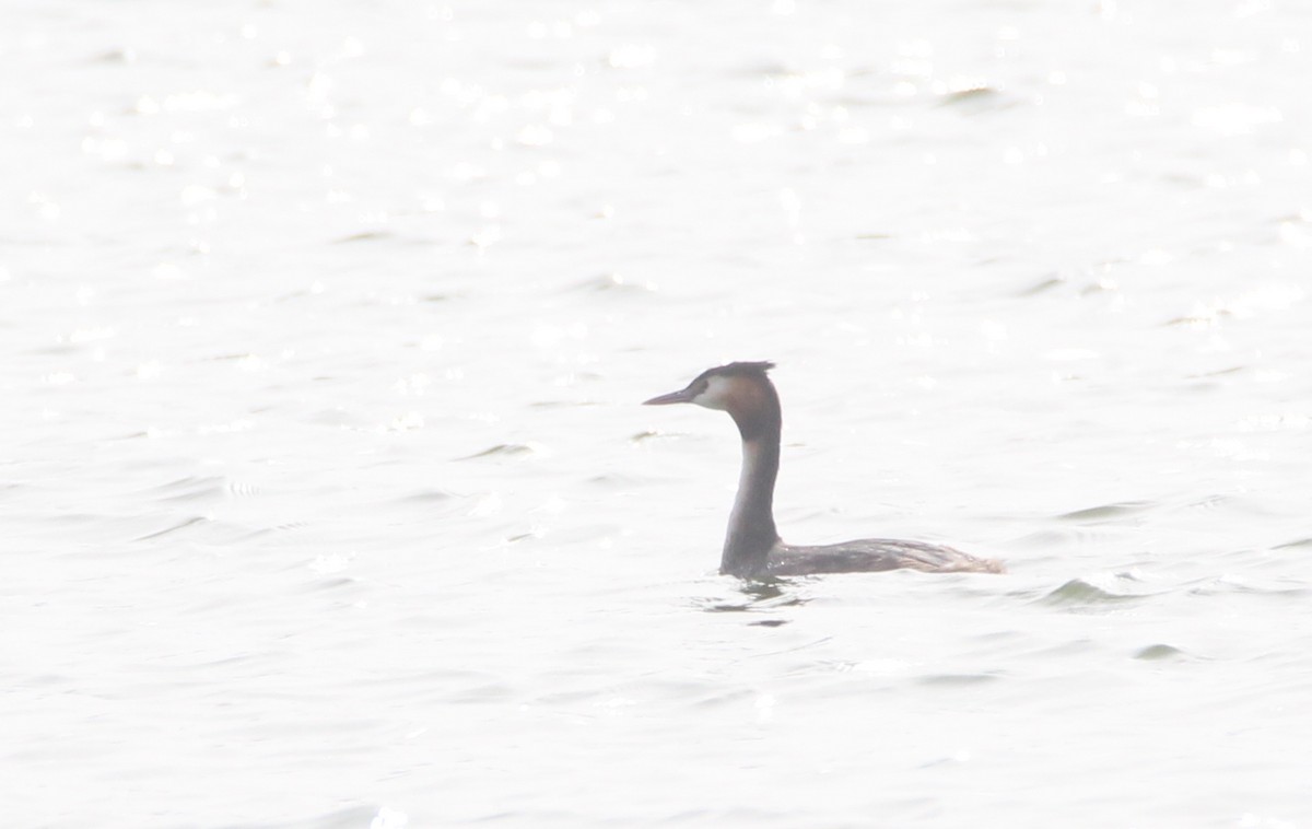 Great Crested Grebe - ML613466883