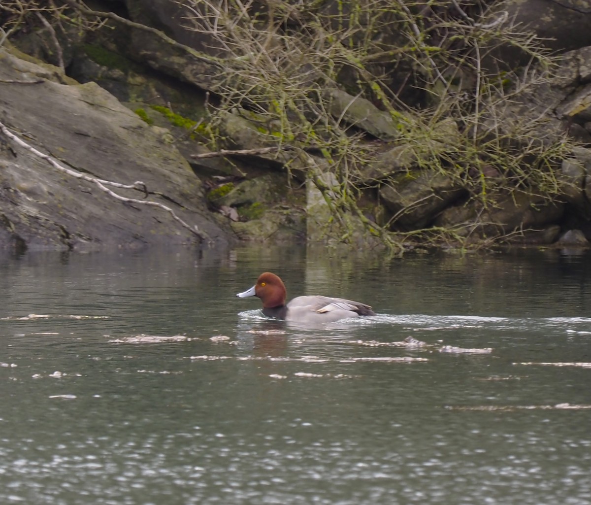 Pennsylvania Bird Atlas Checklist 13 Jan 2024 Millardsville Road   1200