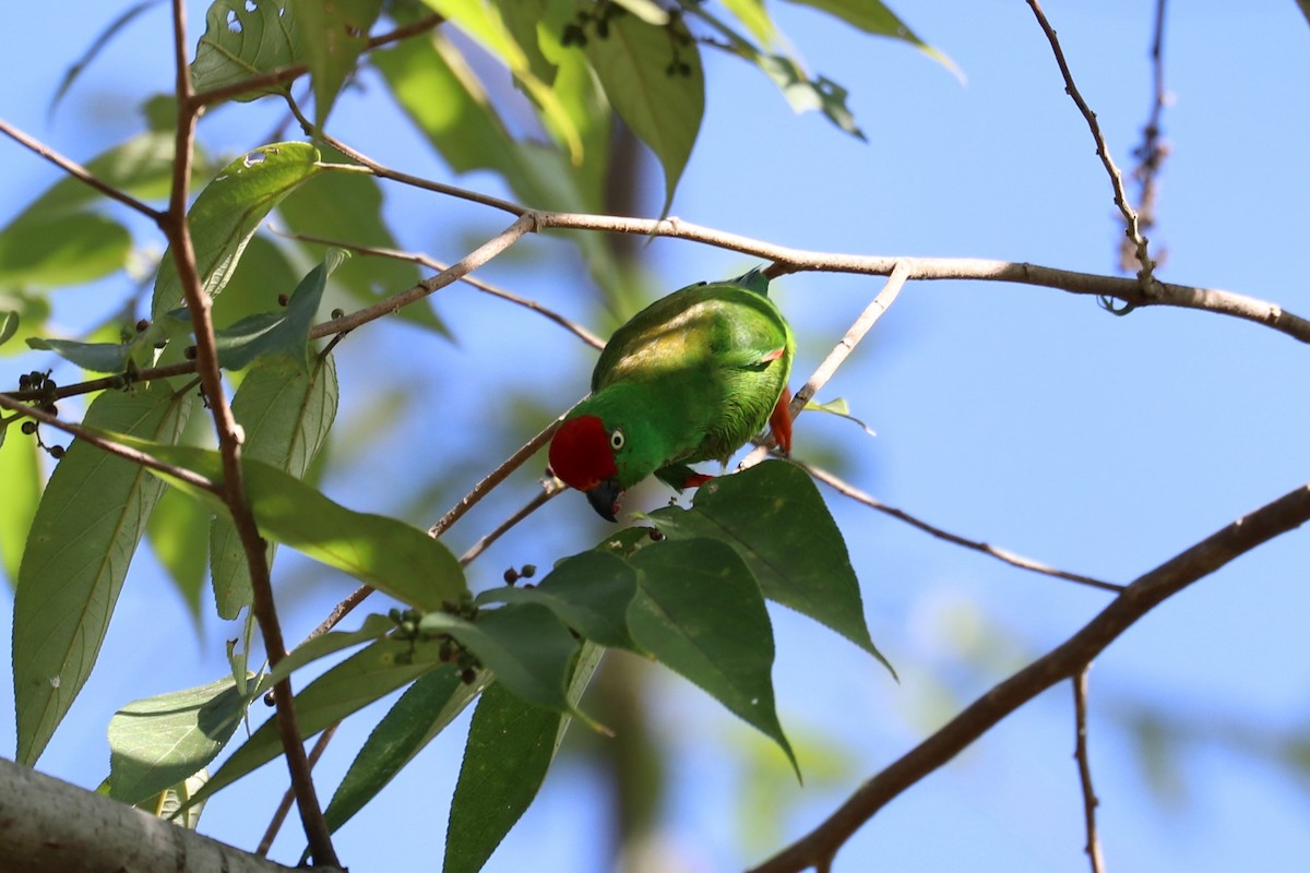 Sulawesi Hanging-Parrot - ML613466931
