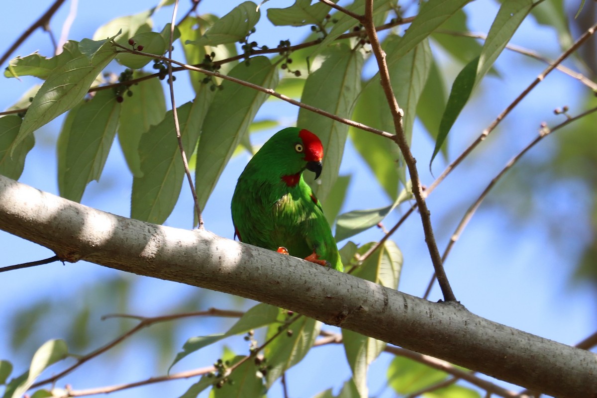Sulawesi Hanging-Parrot - Alexander Cherinko