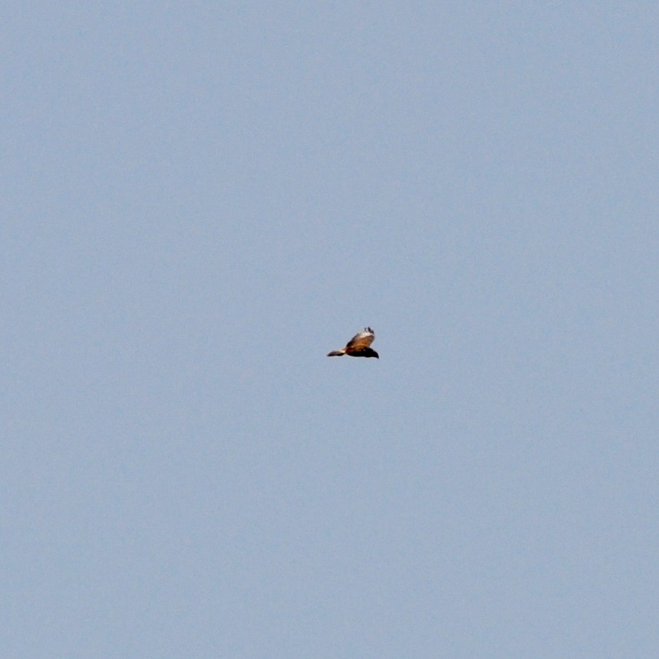 Red-necked Buzzard - ML613466958