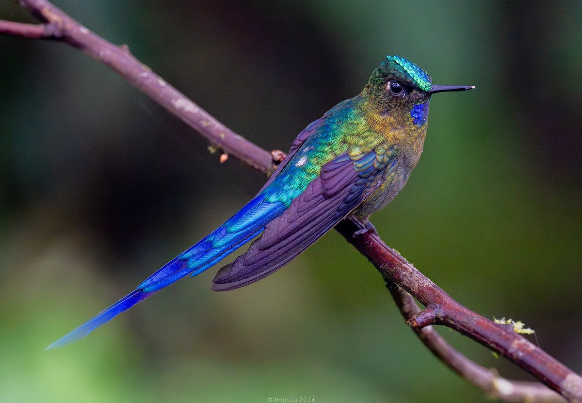 Violet-tailed Sylph - ML613467134
