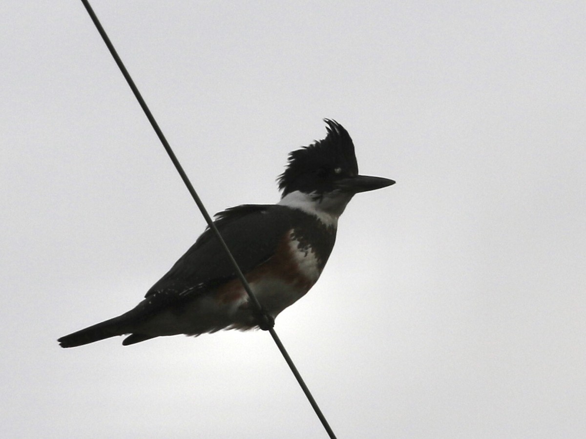 Belted Kingfisher - ML613467298