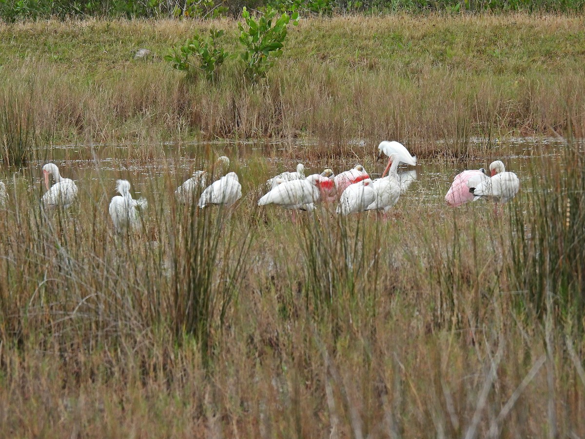 eBird Checklist 9 Jan 2024 Merritt Island NWRBlack Point Wildlife