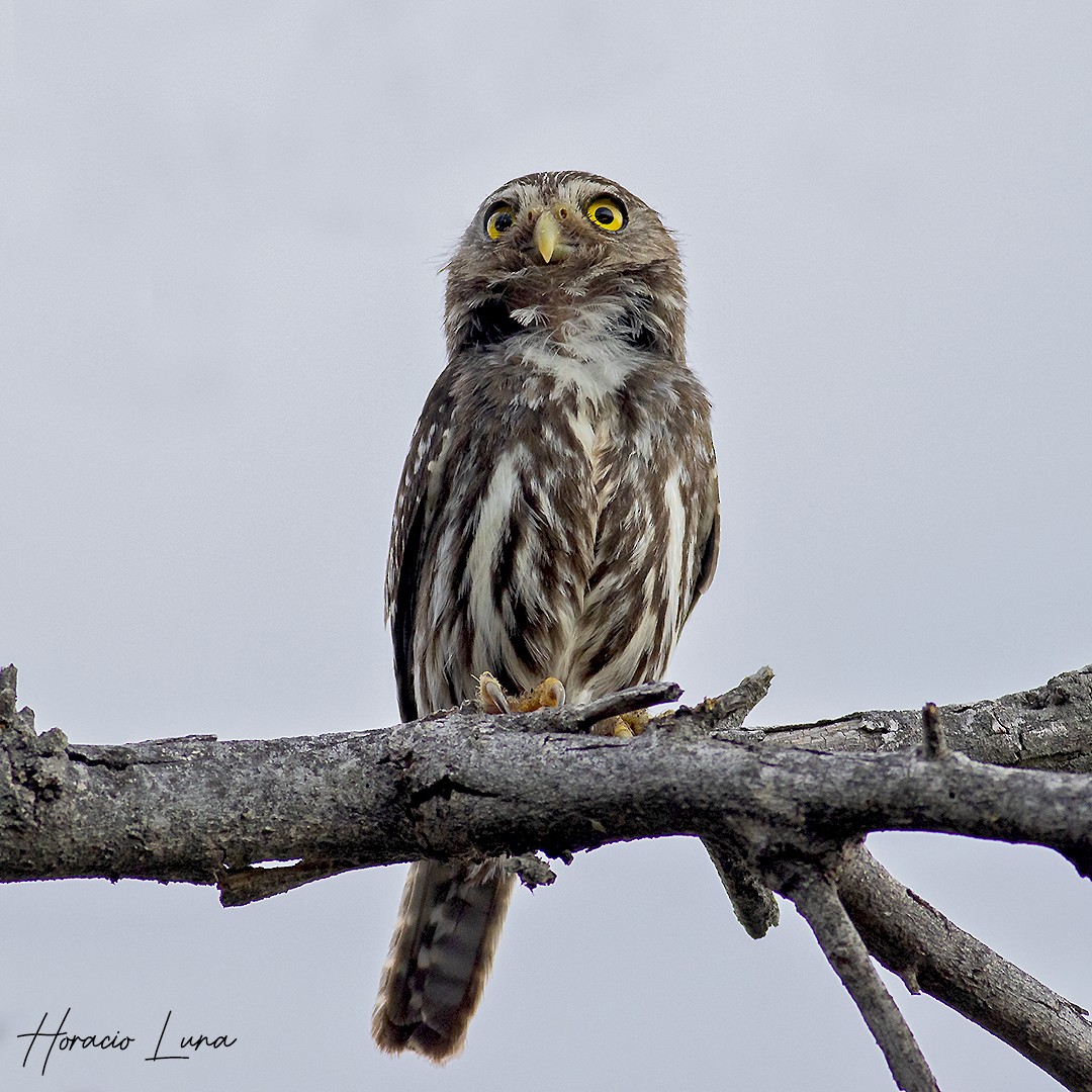 Ferruginous Pygmy-Owl - ML613467591