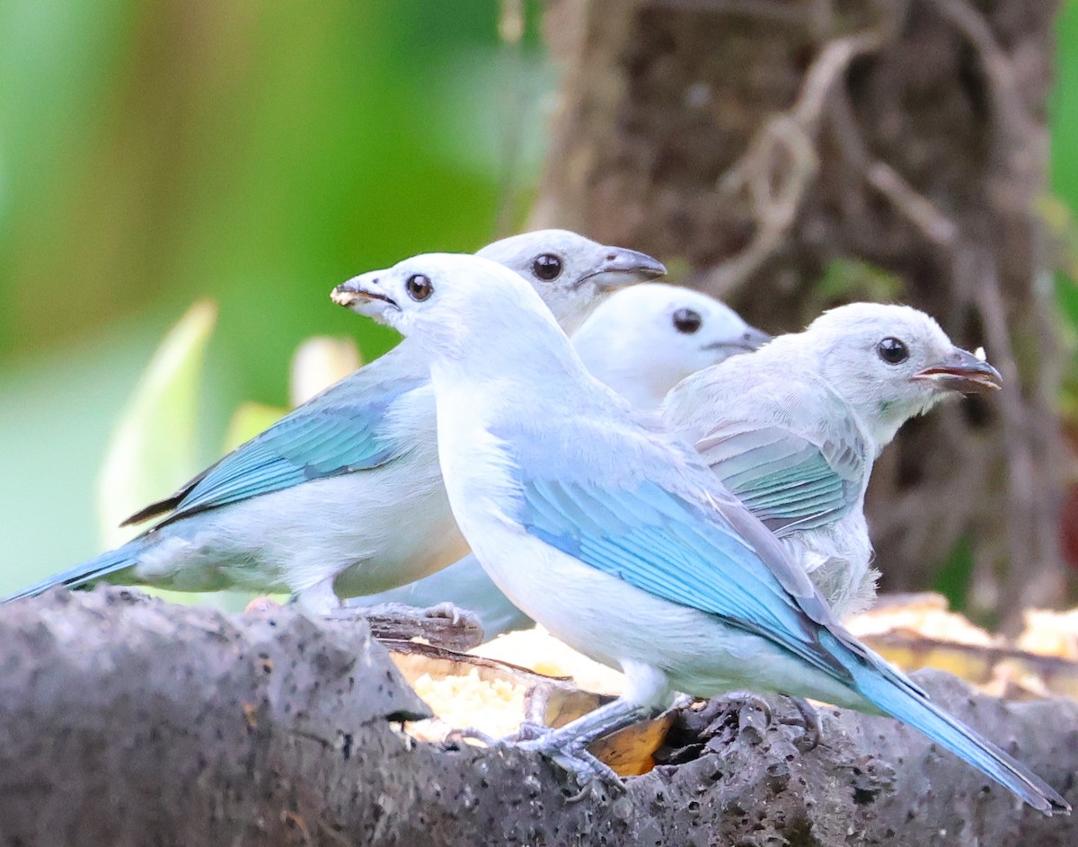Blue-gray Tanager - ML613467595